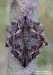 lišaj (Motýli), Phyllosphingia dissimilis, Sphingidae (Lepidoptera)